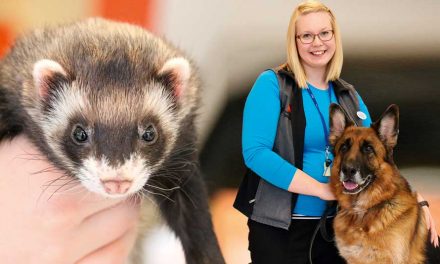 Lemmikit kesäkuntoon